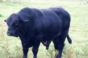 bull