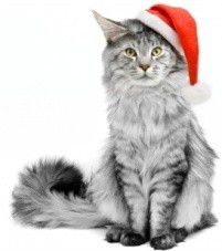 Cat in a Christmas Hat 201x227