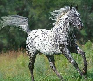 appaloosa-horse